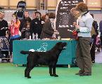 crufts_2011