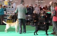 crufts_2011