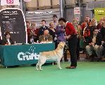 crufts_2011