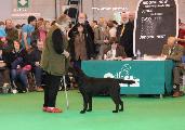 crufts_2011