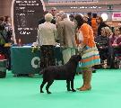 crufts_2011