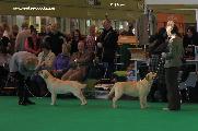 crufts_2011