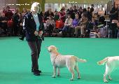 crufts_2011