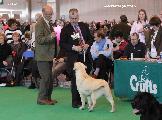 crufts_2011