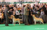 crufts_2011