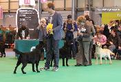 crufts_2011