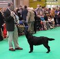 crufts_2011