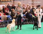 crufts_2011