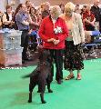 crufts_2011