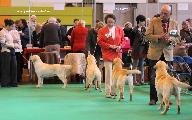 crufts_2011