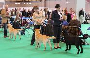 crufts_2011