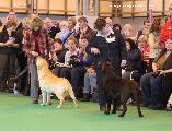 crufts_2011