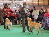 crufts_2011