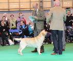 crufts_2011