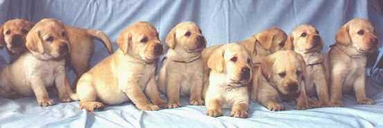    - Yellow Labrador Puppies