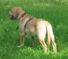   Labrador Puppies