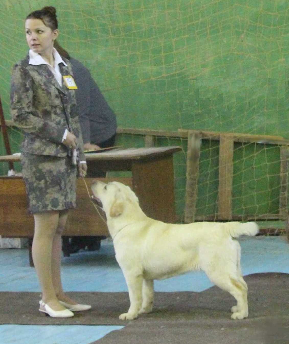 labrador_amater.jpg