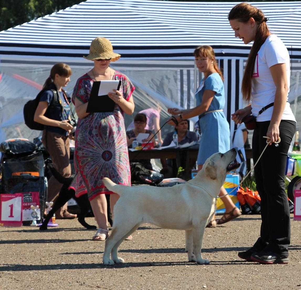 labrador_amaterasu.jpg