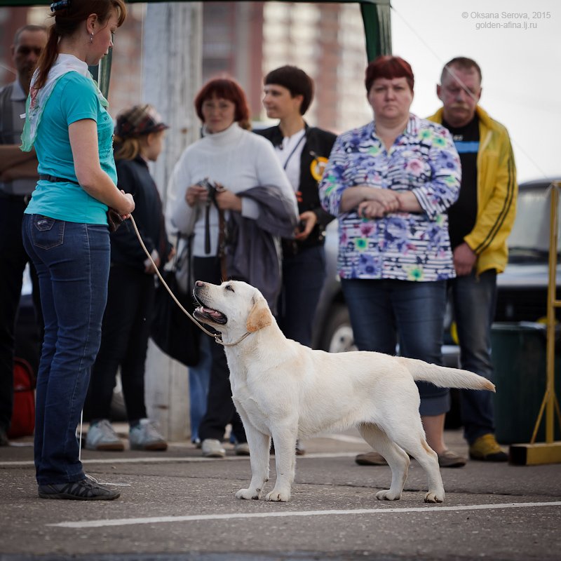 labrador_amaterasu1.jpg