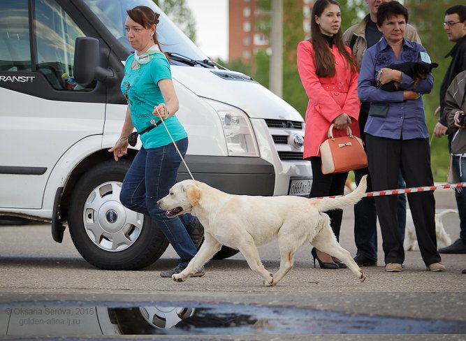 labrador_amaterasu2.jpg