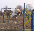 labrador Амира Янки Гвен