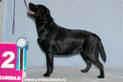  Aruba Skycrest Era Labrador