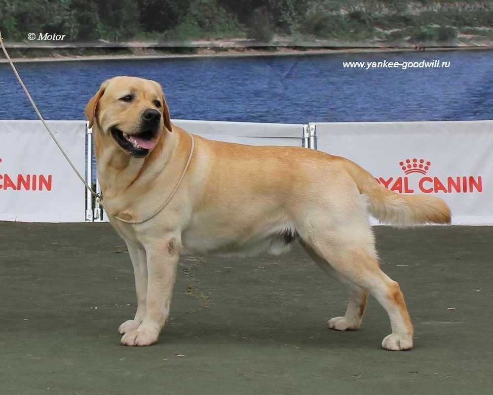 labrador_bady2.jpg