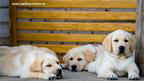 labrador puppies  