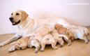 labrador puppies  