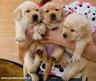 labrador puppies  