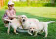 labrador puppies  