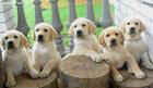 labrador puppies  