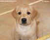 Labrador Puppies ����� ���������