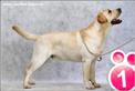 Labrador Linjor Xraded 1 year old 