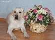 Лабрадор Labrador