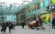 Labrador Crufts