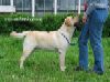 Лабрадор Labrador