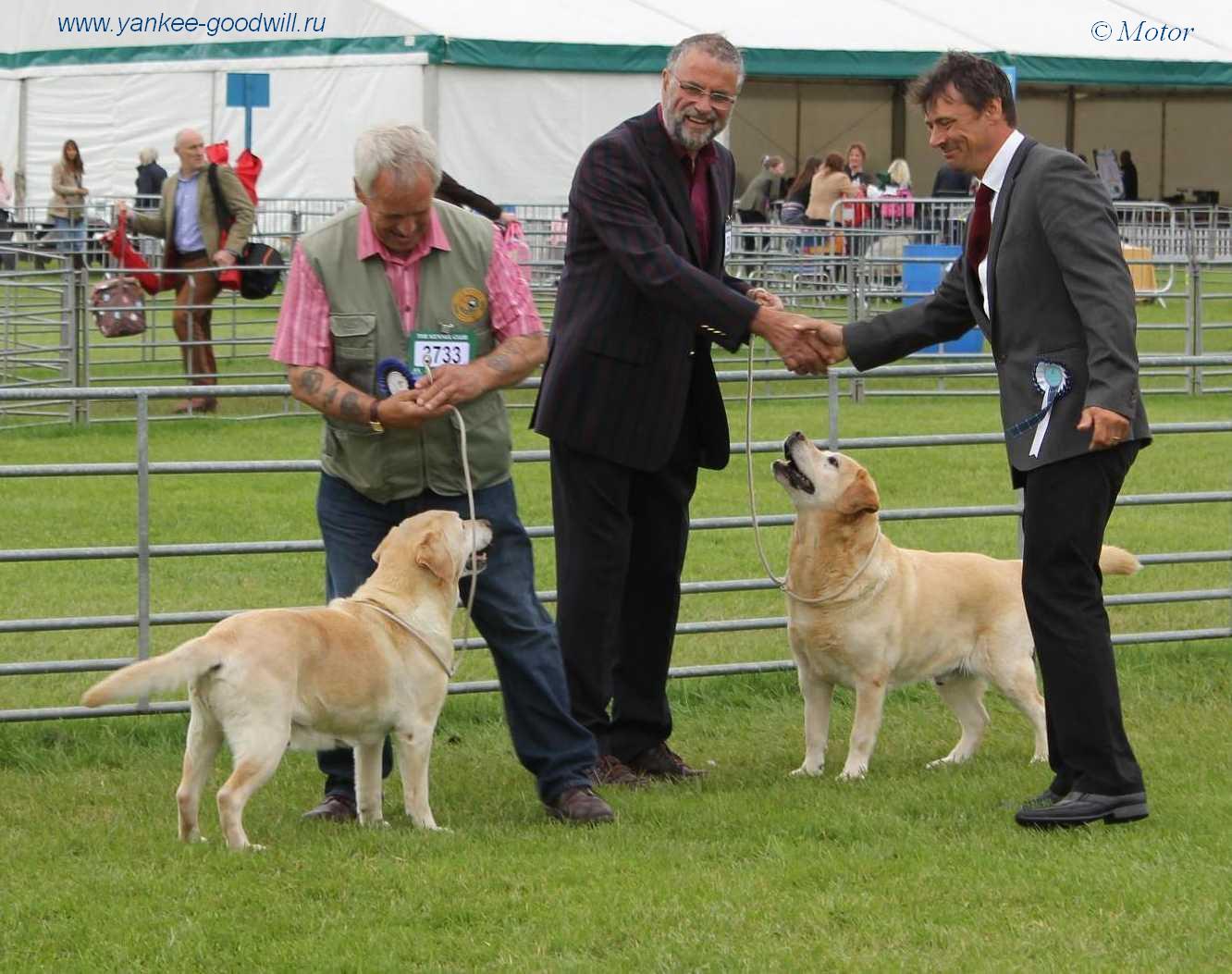 labrador_bu2014_bvet.JPG
