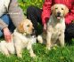   Labrador Puppies