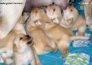   Labrador puppies