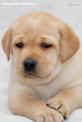 Labrador puppy Щенок лабрадора