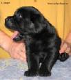 Labrador YANKEE GOODWILL NAMED MASTERCARD 1 month old
