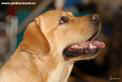  Labrador LINJOR WISH MASTER 3 years old