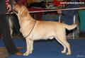  Labrador LINJOR WISH MASTER 3 years old