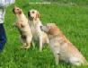   Labrador Puppies