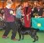 Labrador Crufts  