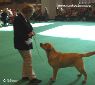 Labrador Crufts  