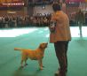 Labrador Crufts  