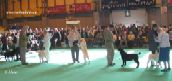 Labrador Crufts  