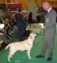 Labrador Crufts  